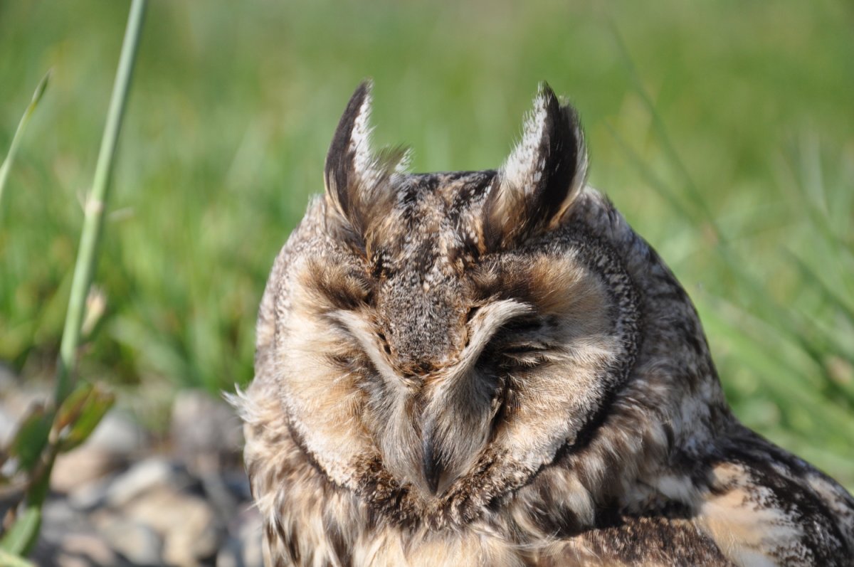 Сова на обочине