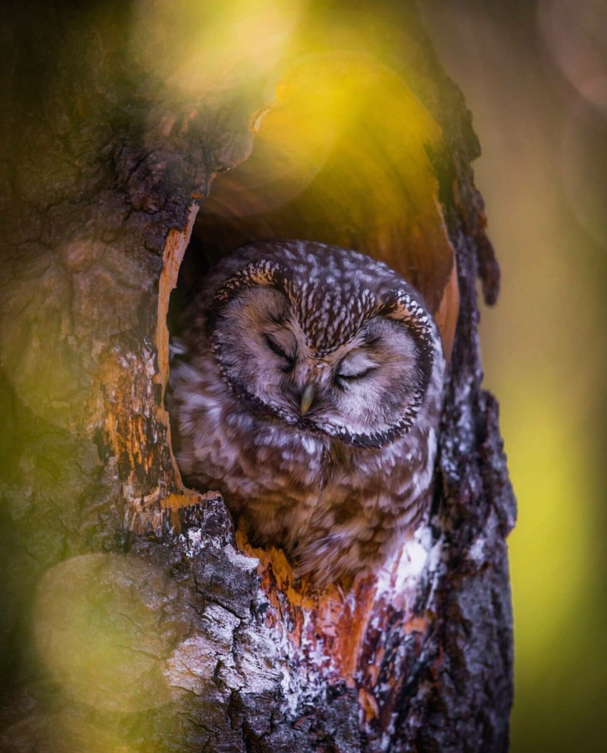 Совенок спит