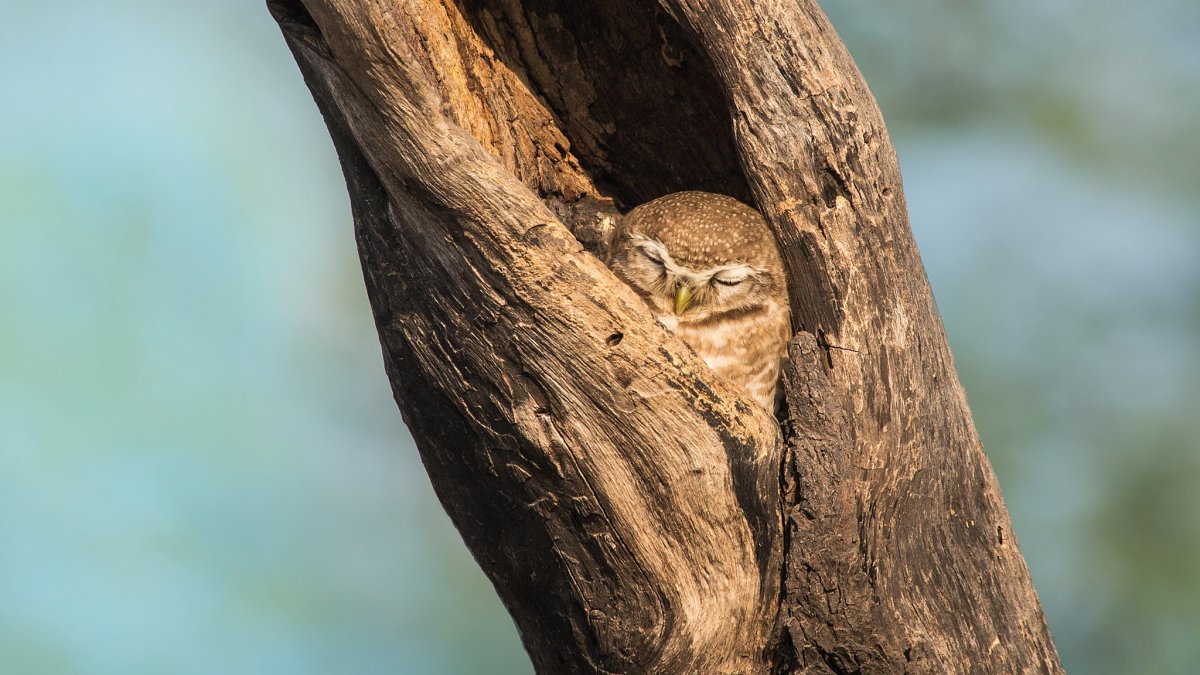 Сонная птица
