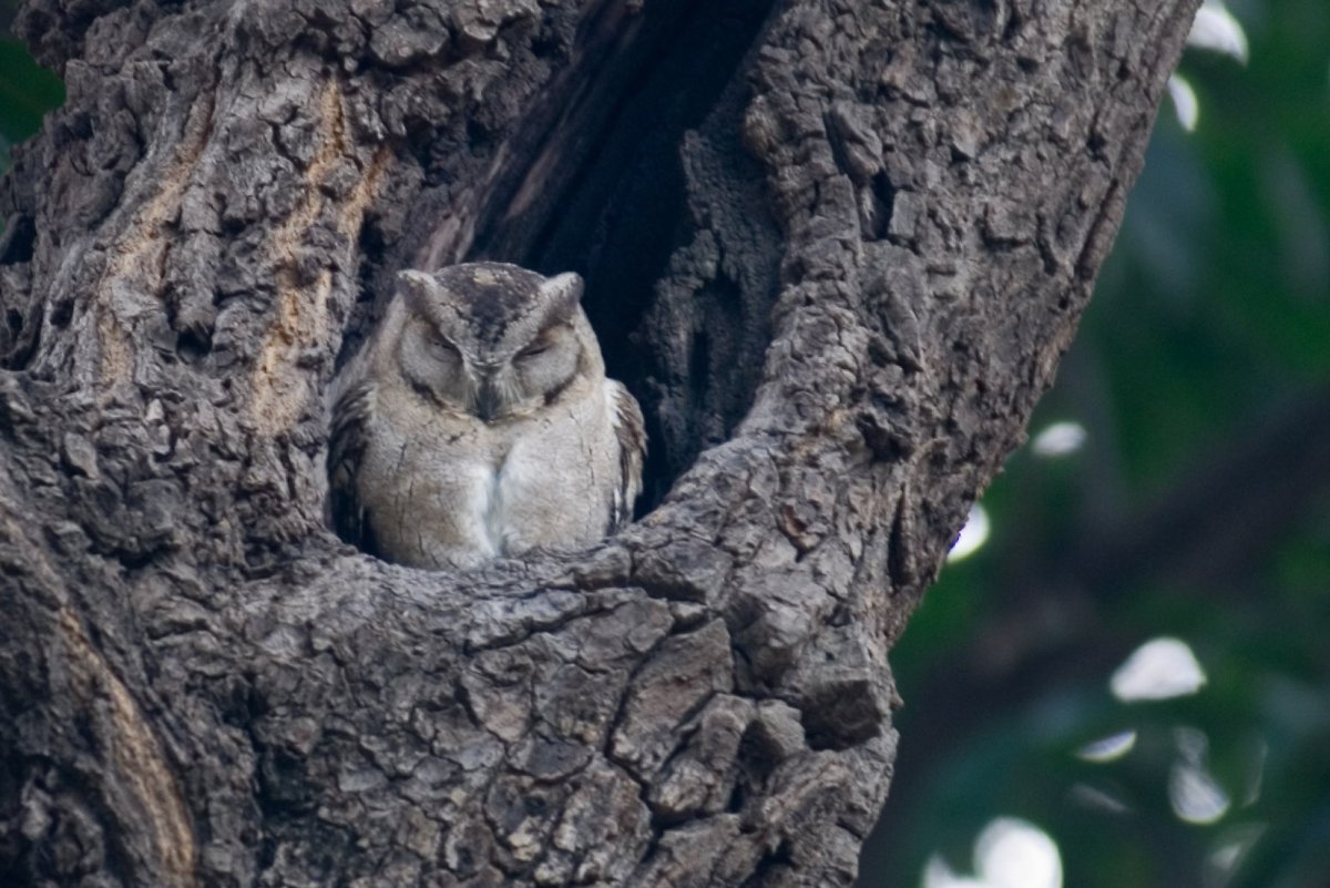 Сова засыпает