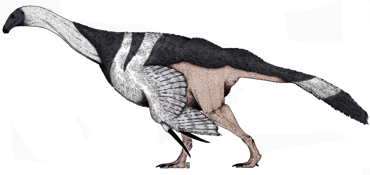 Теризинозавр скелет