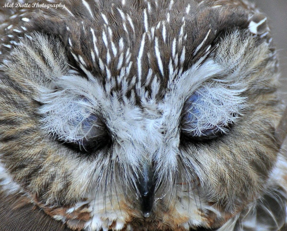 Сова с ресницами