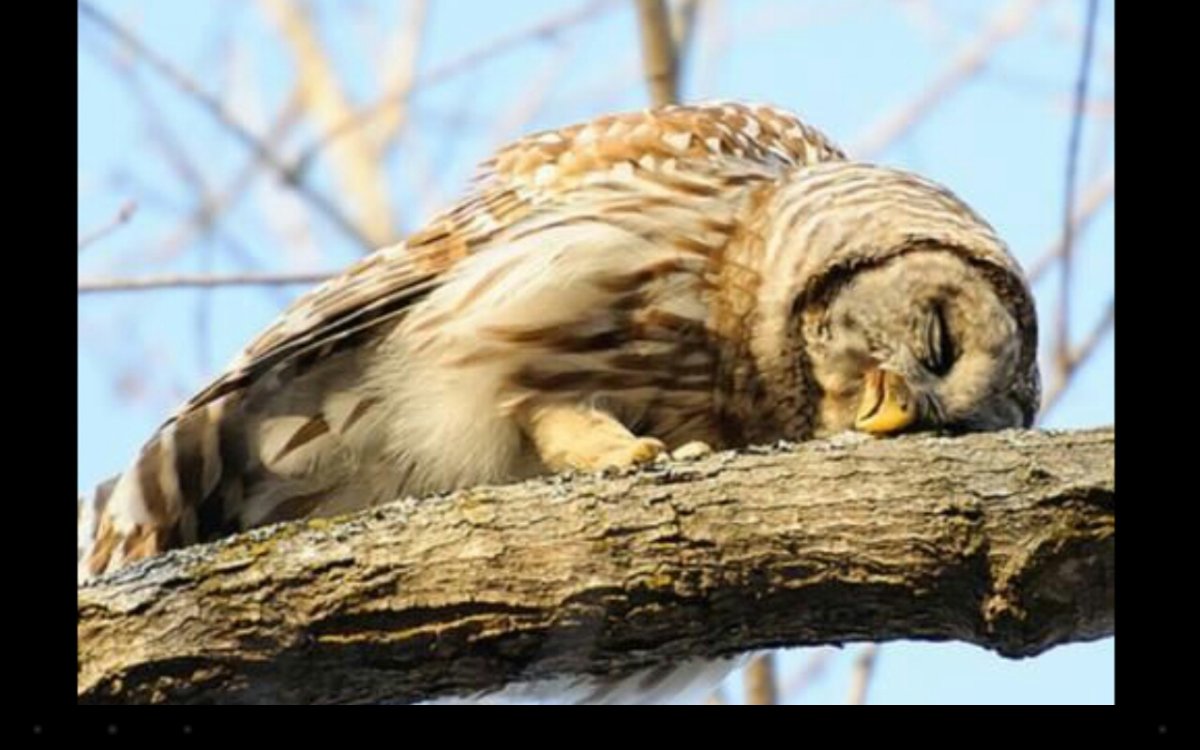 Совенок спит