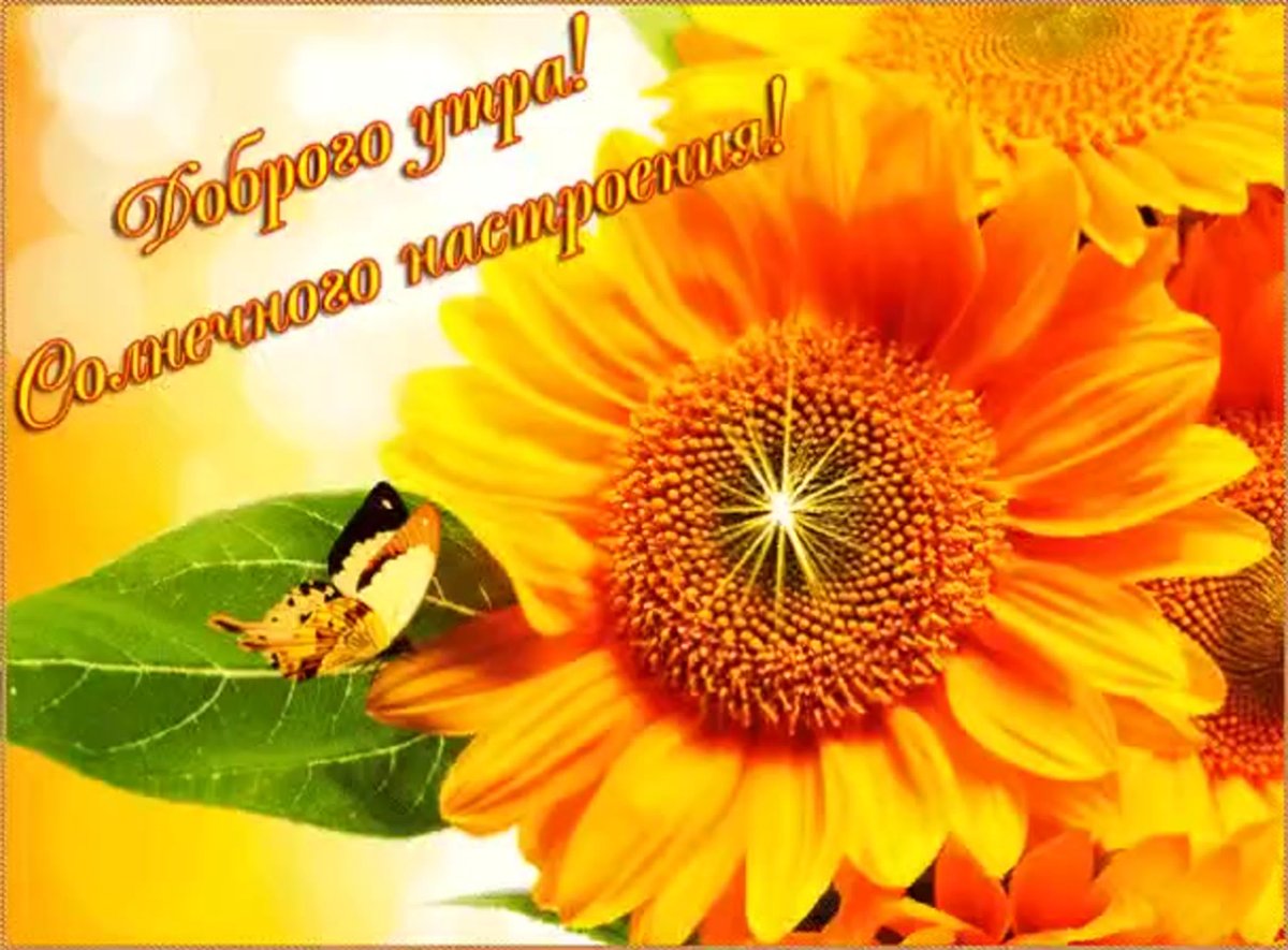 Доброе солнечное утро