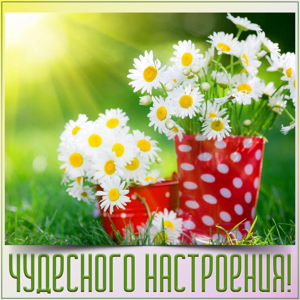 Ромашка настроения