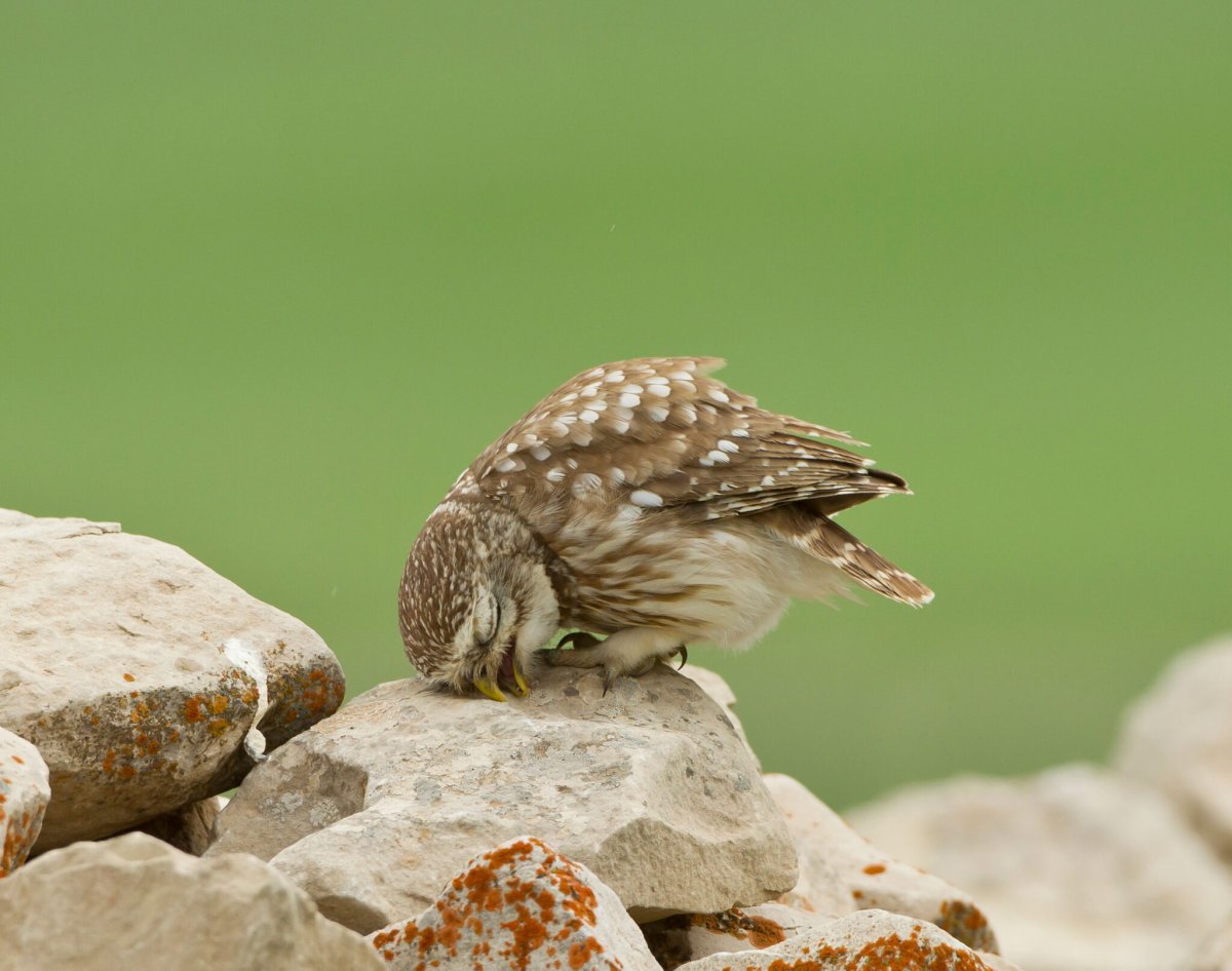 Сова отдыхает