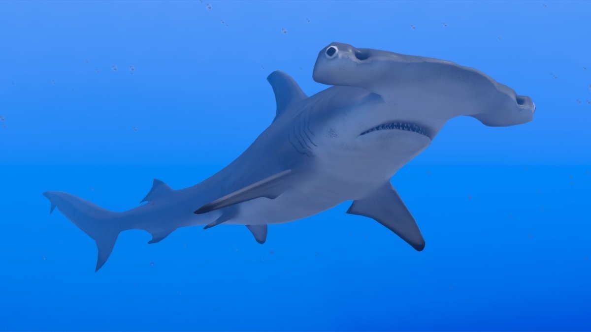 Круглоголовая акула-молот