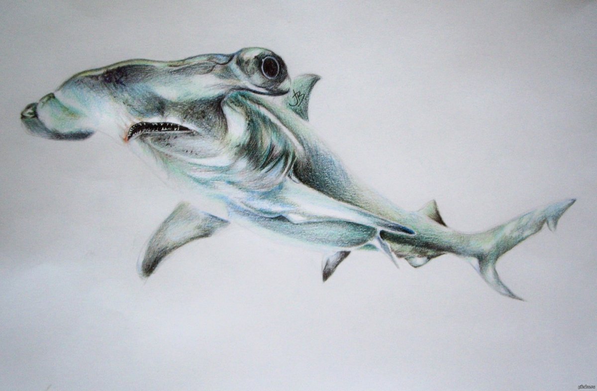 Рыба молот на белом фоне