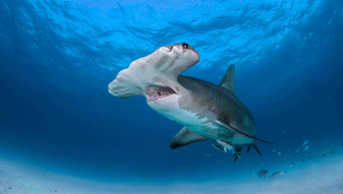 Рыба молот раскраска