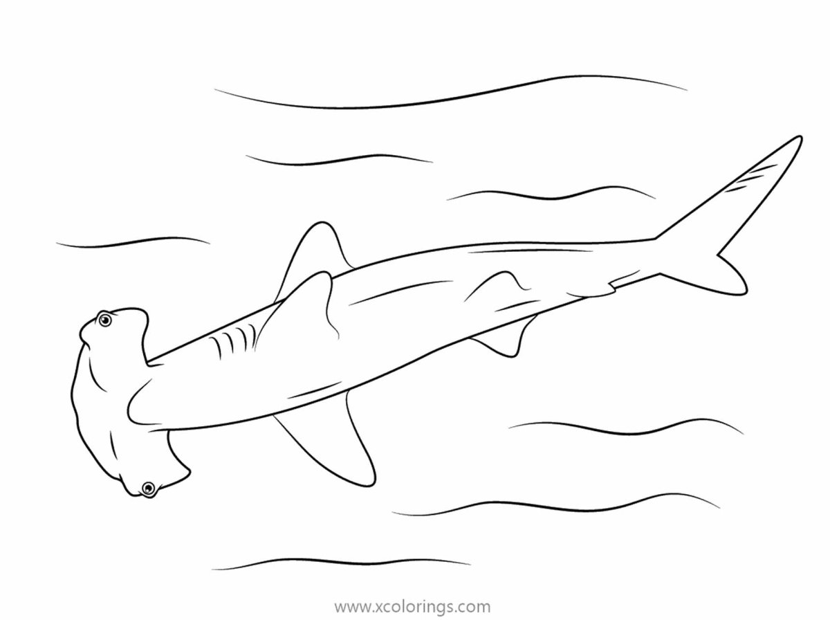 Акула молот арт