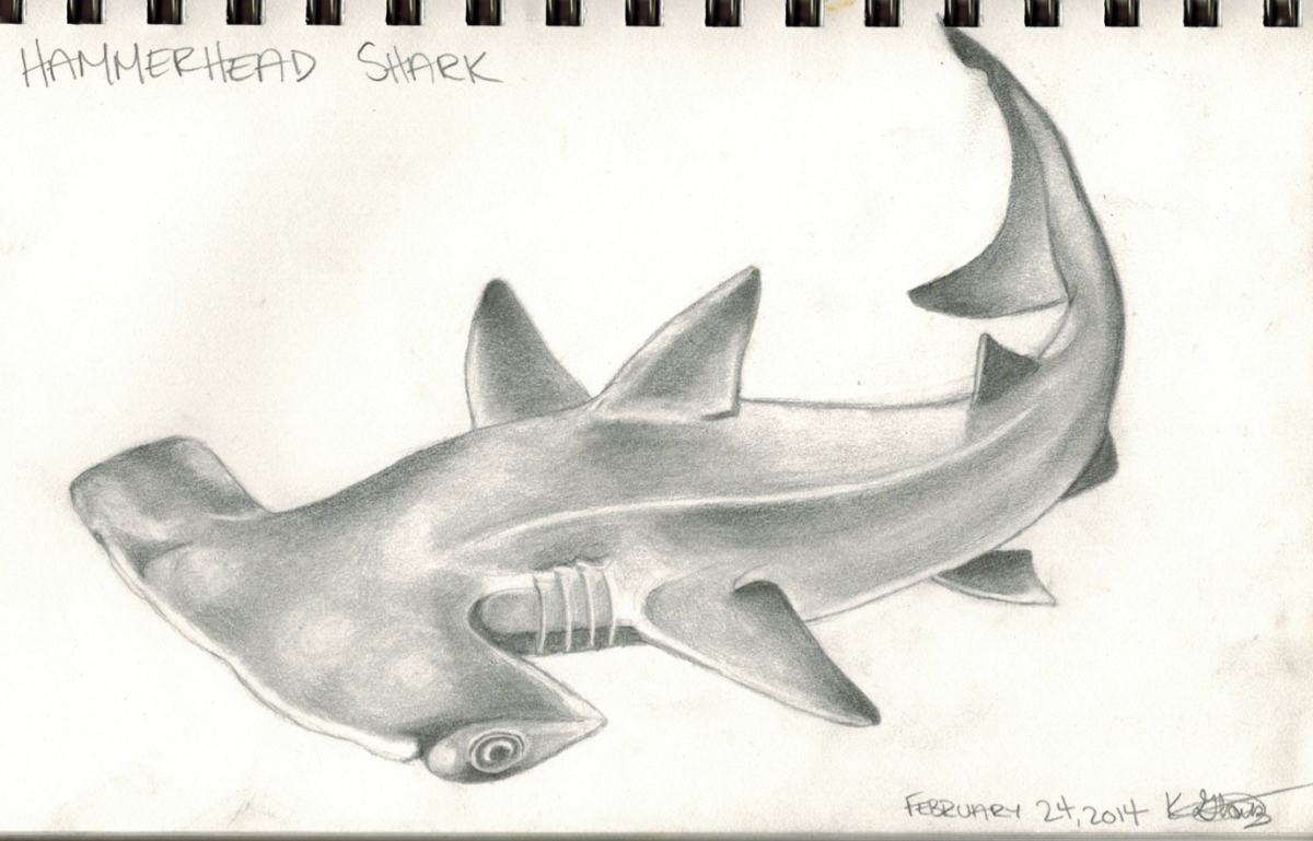 Акула молот вид сбоку