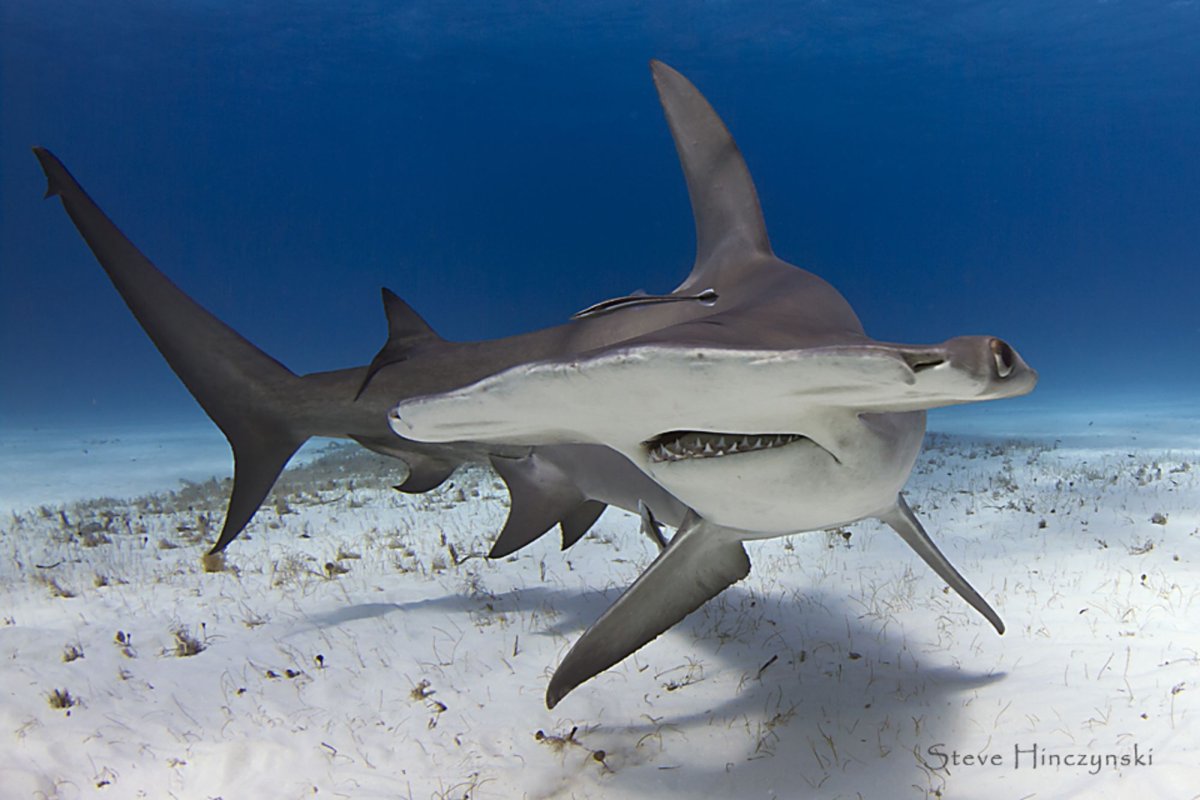 Рыба молот для детей