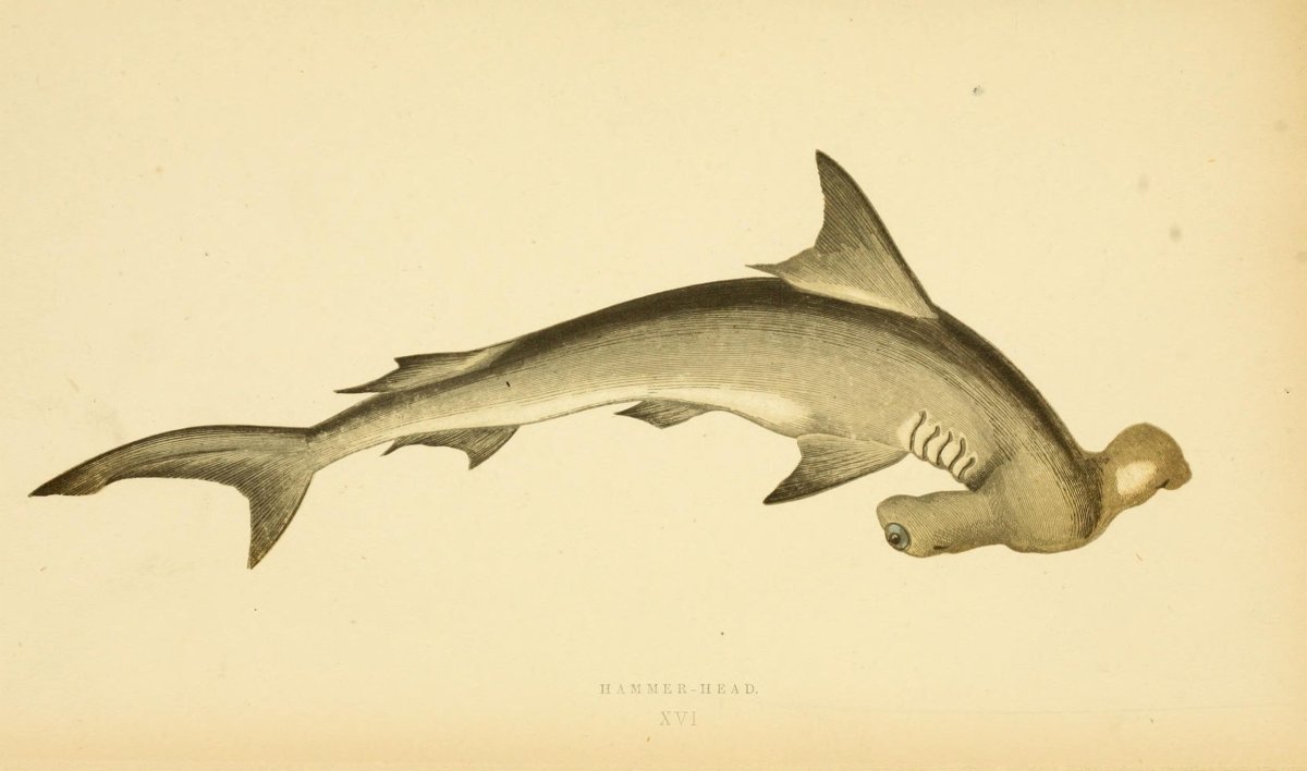 Рыба молот фото