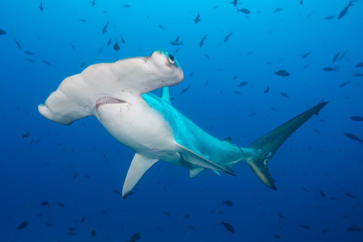 Рыба молот акула