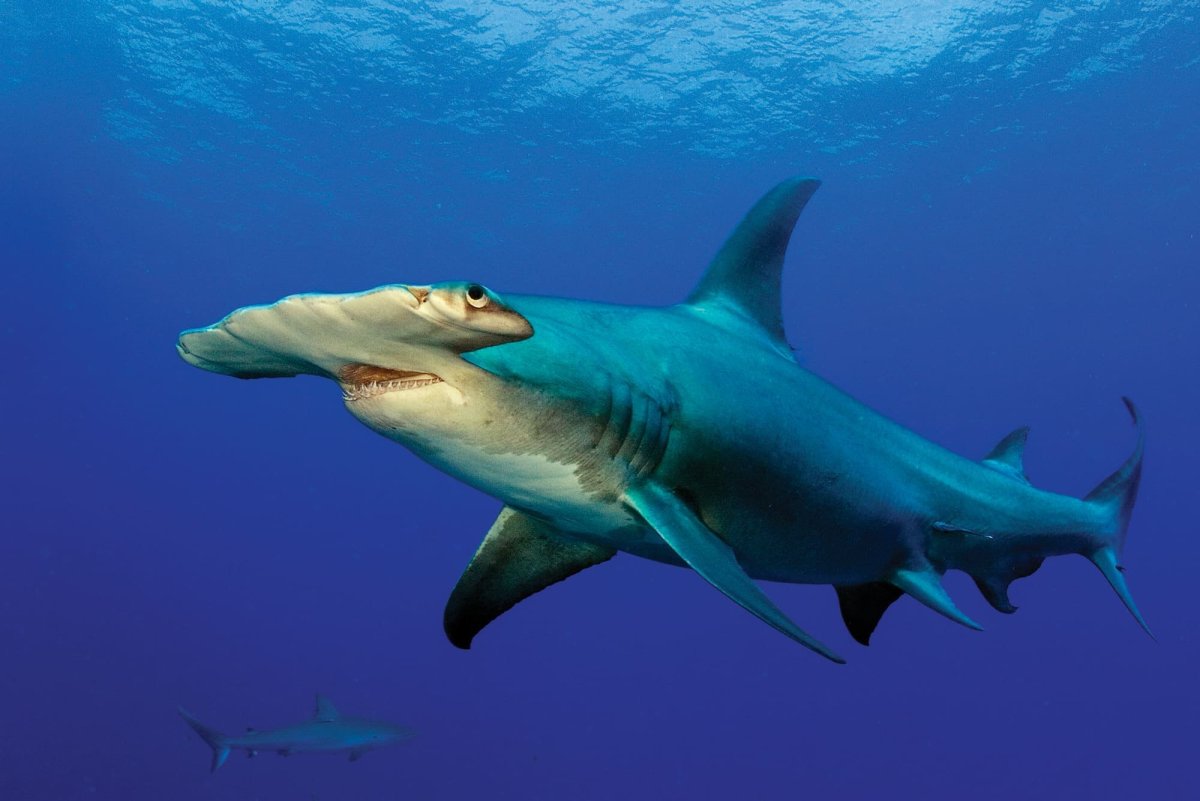 Фигурки Safari Ltd глубоководные существа 688104