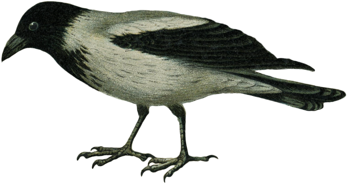 Галка рисунок