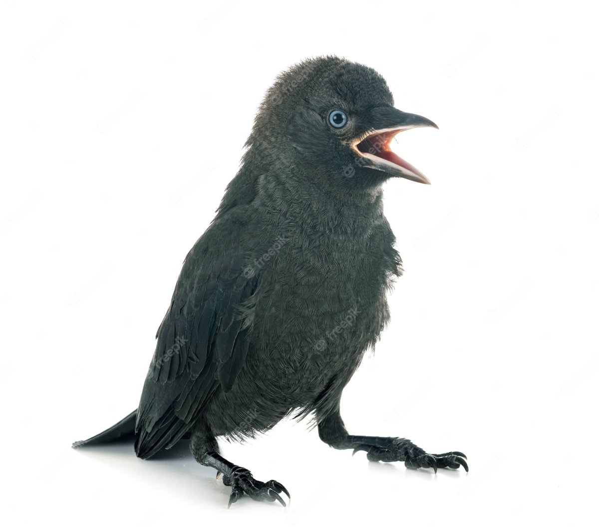 Галка и Галчонок