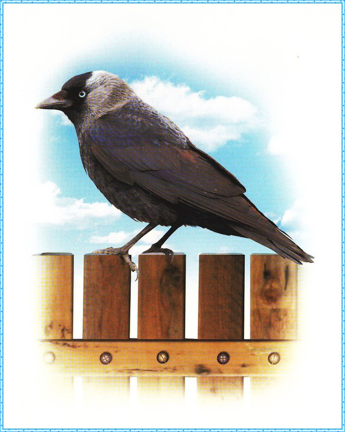 Птица Галка для детей