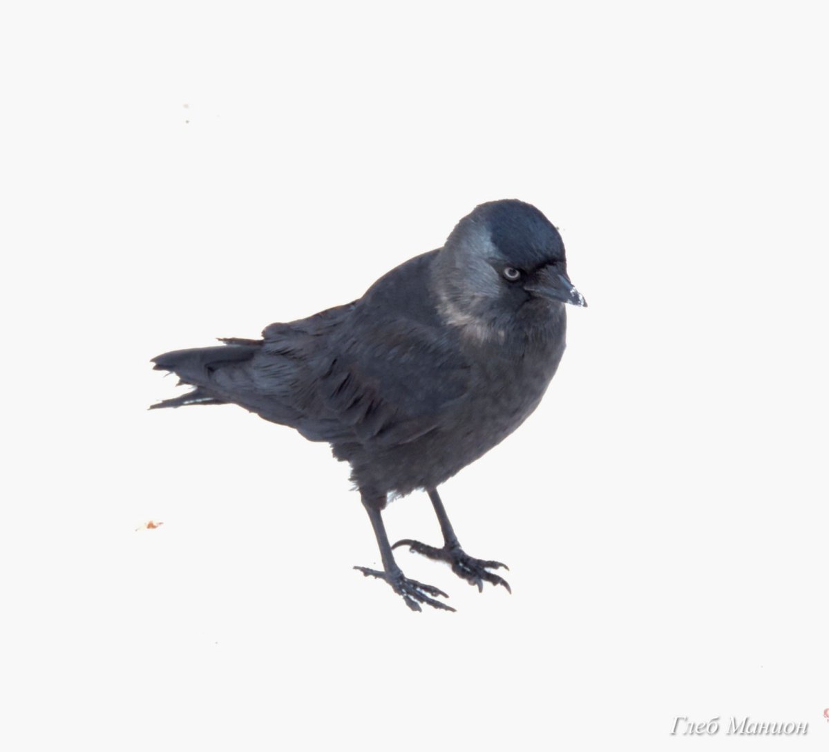 Галка и Галчонок