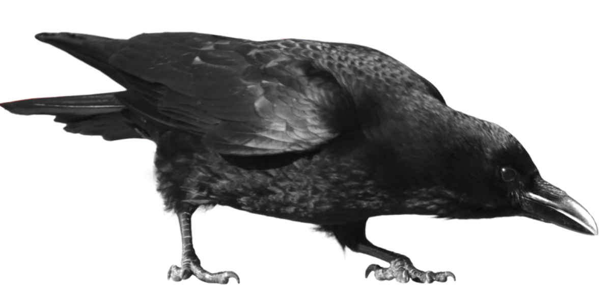 Ворона на белом фоне