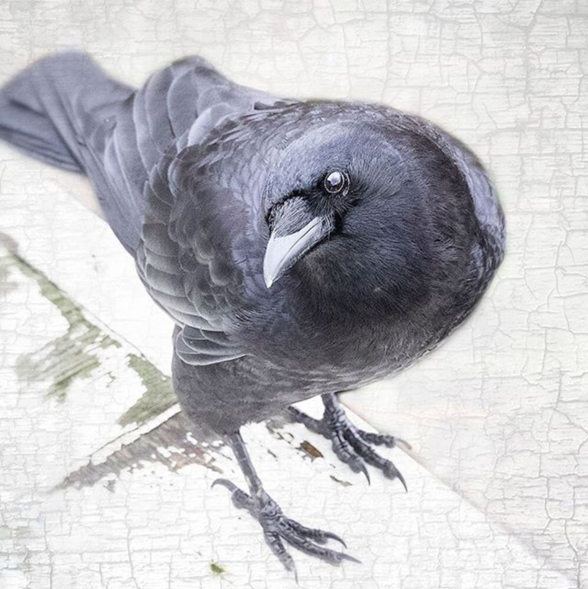 Ворон и Голубка живопись