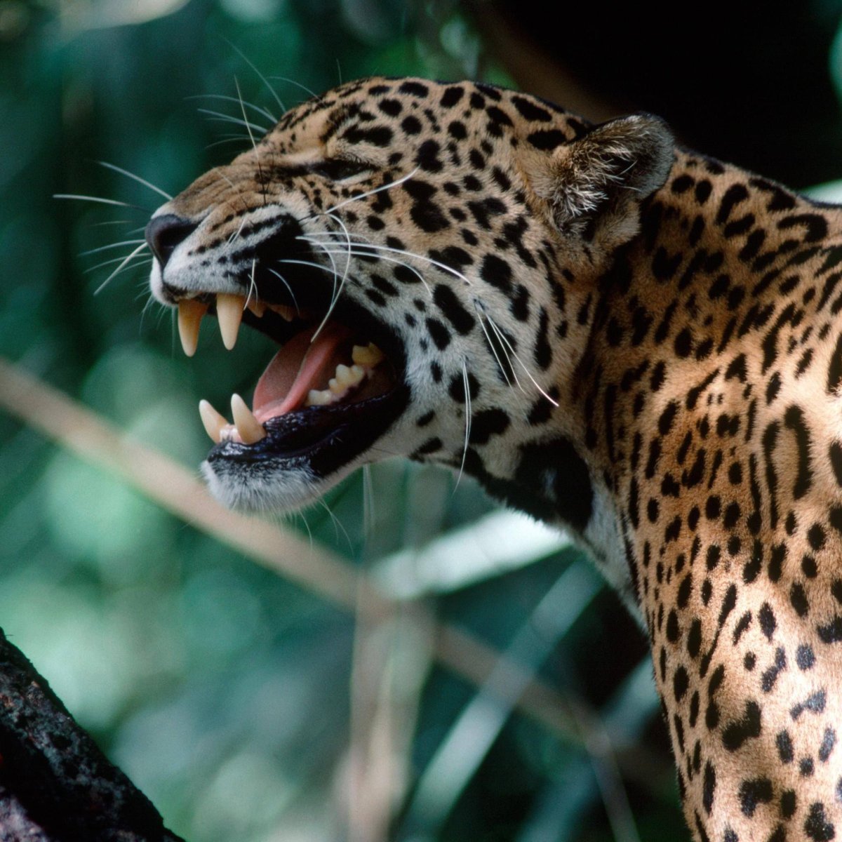 Ягуар Panthera onca
