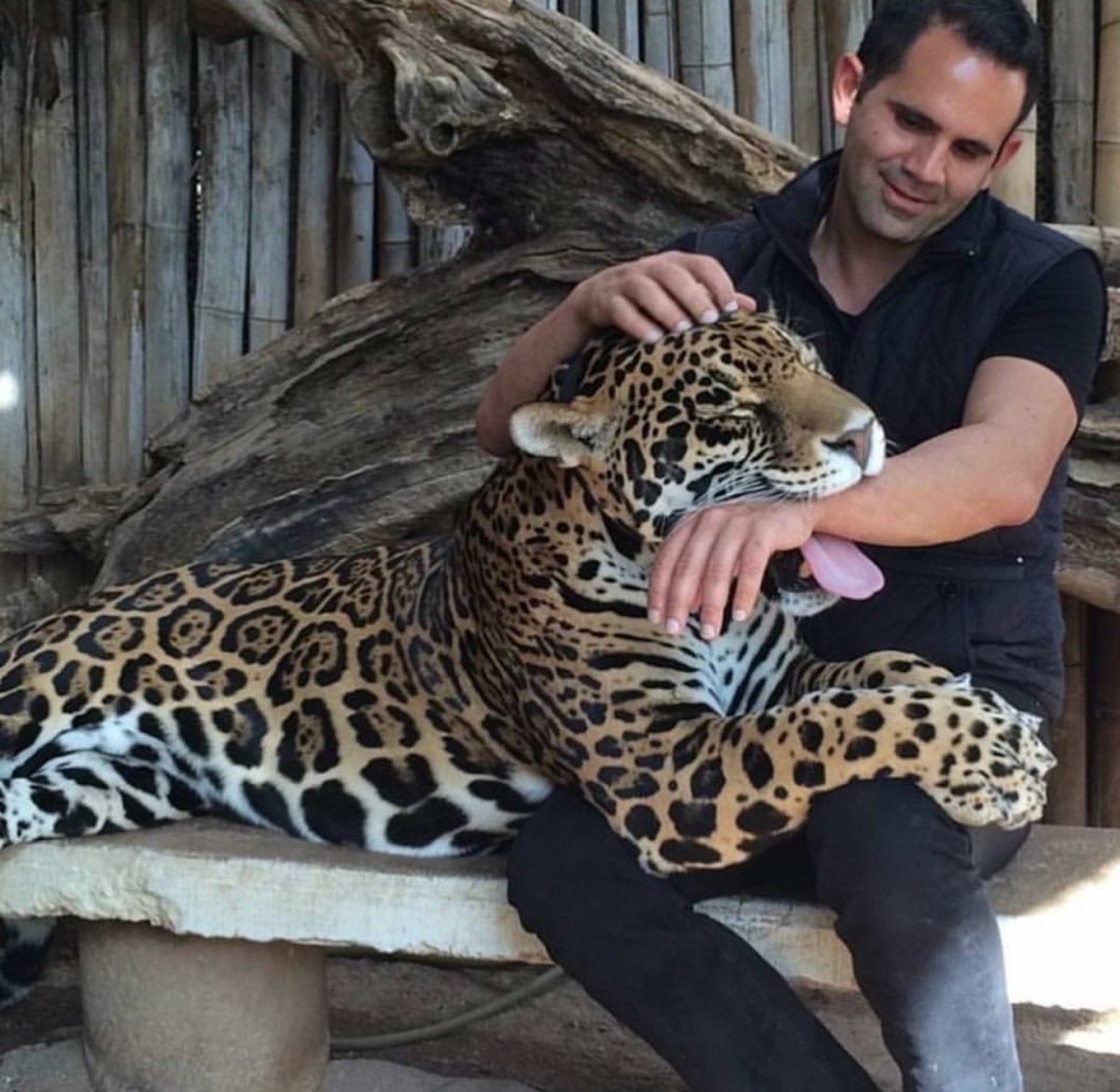 Ягуар Джикитая Бразилия