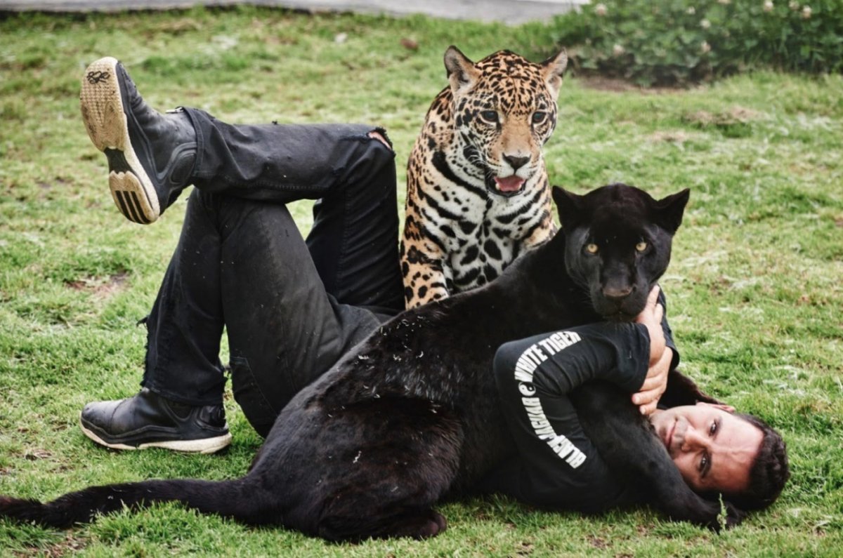 Леопардовая машина