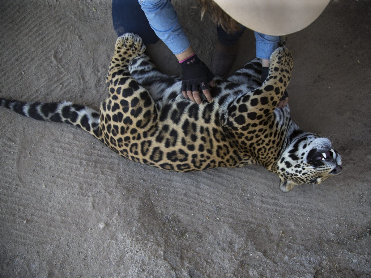 Старый Ягуар животное