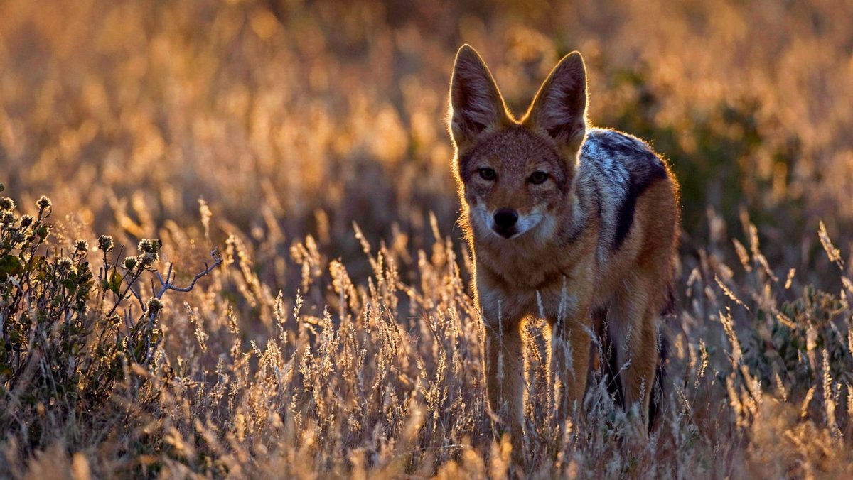 Койот Степной волк