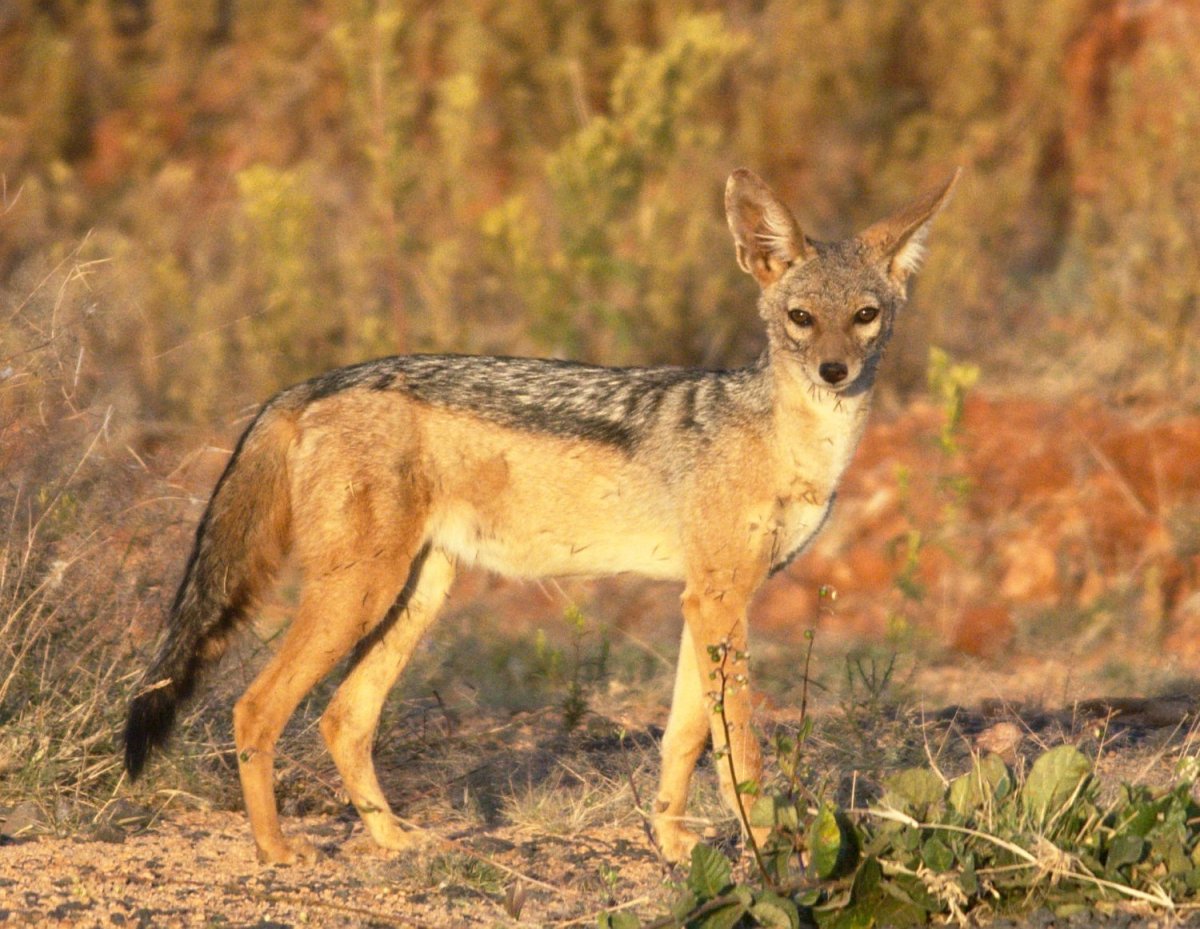 Золотой Шакал