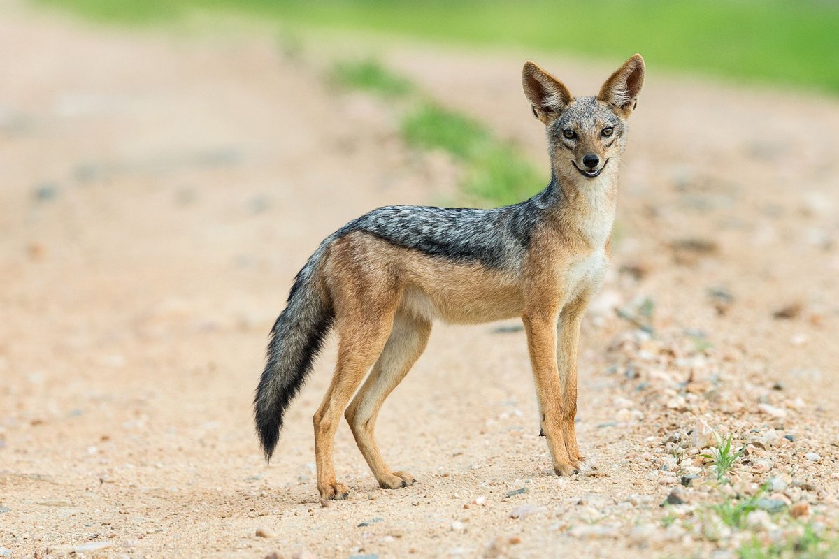 Шакал бокалского