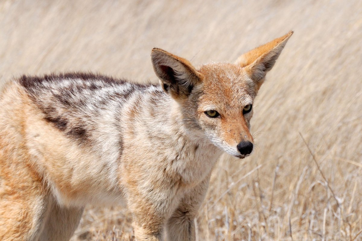 Чепрачный Шакал