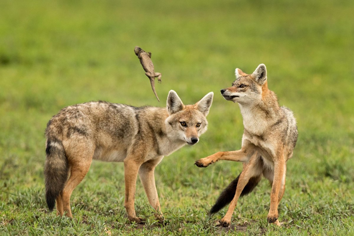 Детеныш шакала