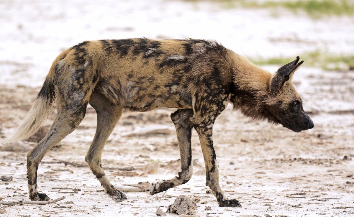 Гиеновидная собака и Шакал