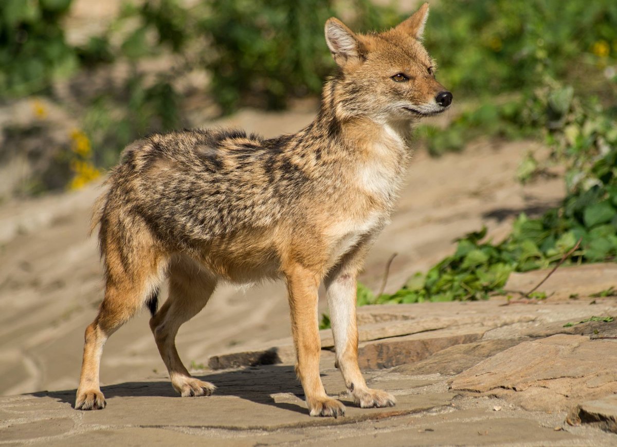 Шакал Северный Кавказ