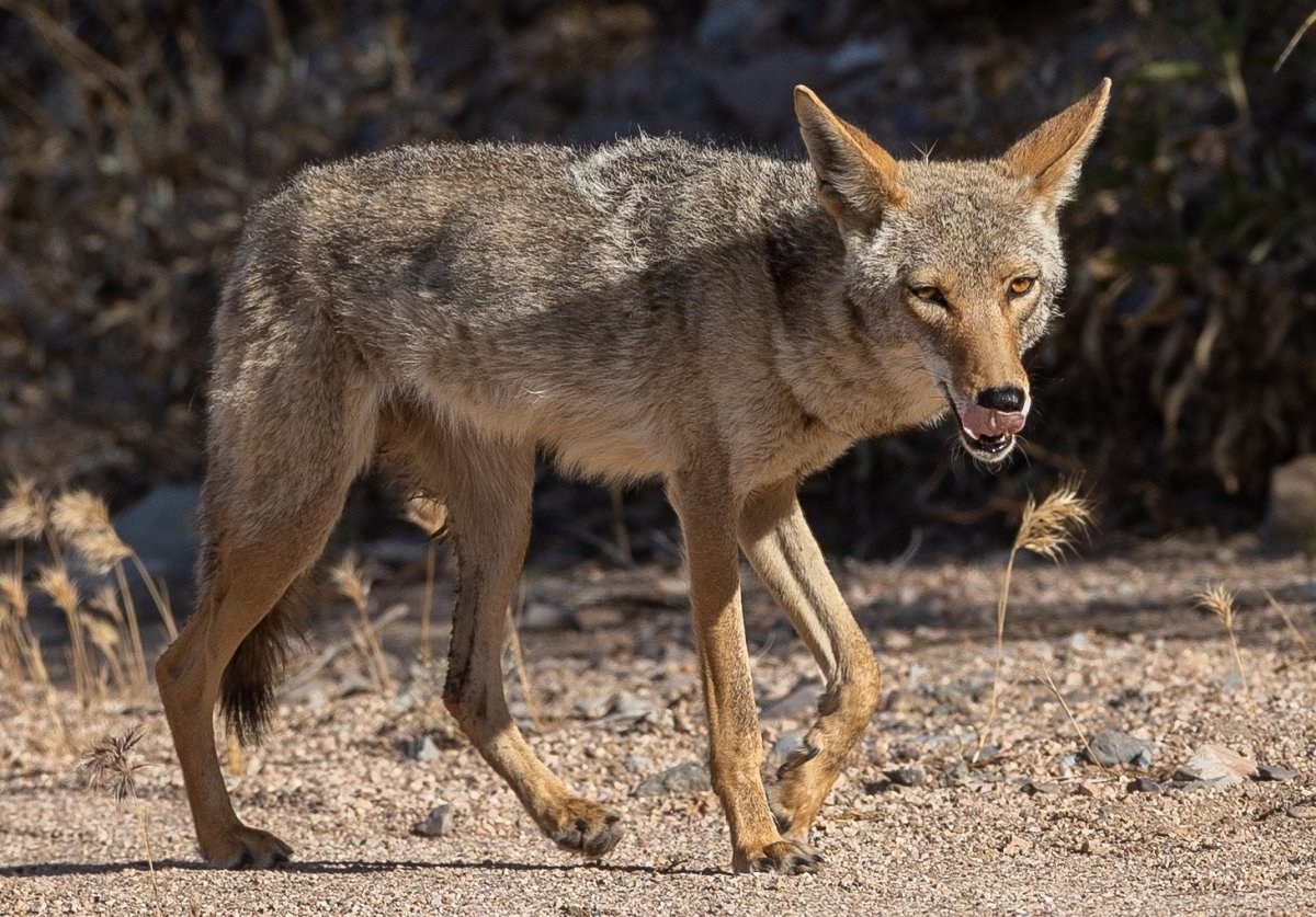 Лаура койот