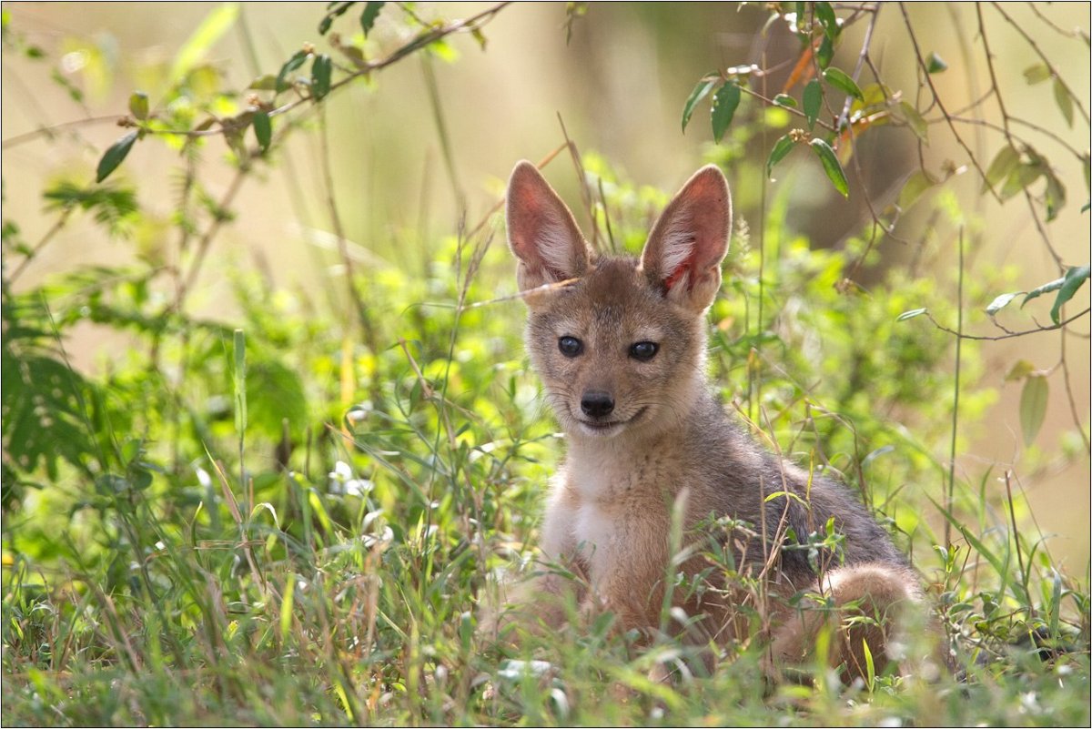 Обыкновенный Шакал детеныш
