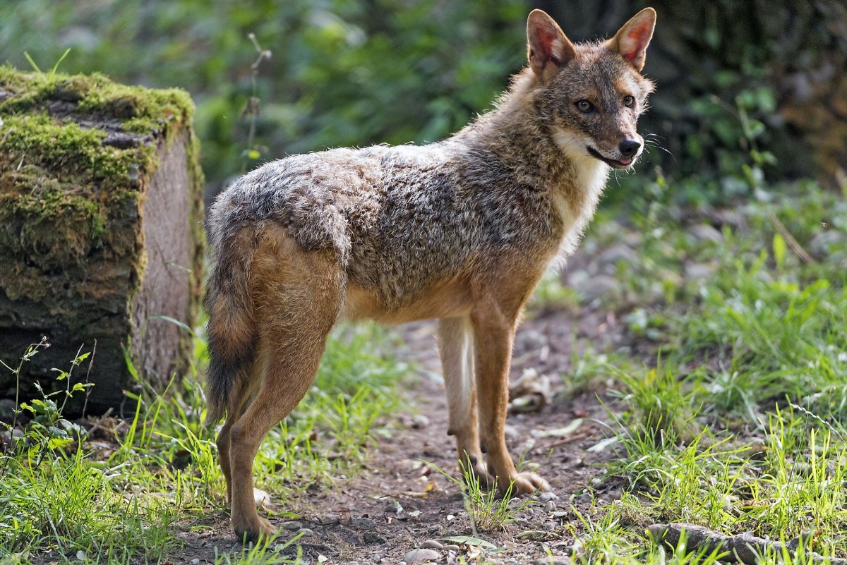 Среднеазиатский Шакал обыкновенный