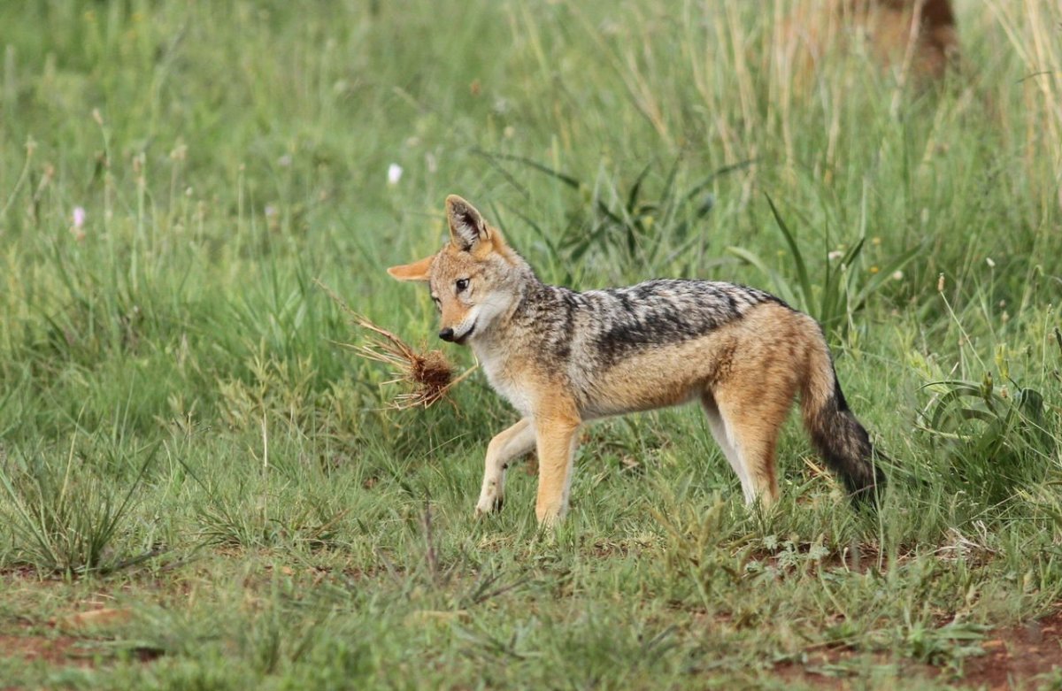 Шакалы красная Поляна