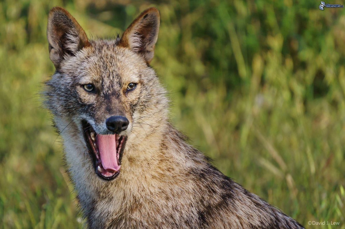 Шакалы в Абхазии
