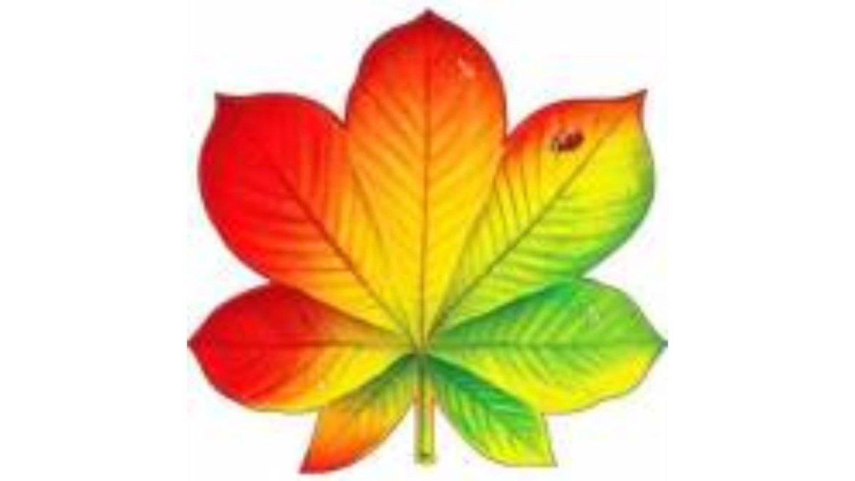 Осенние листочки для оформления