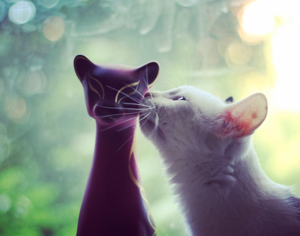 Глупость карикатура