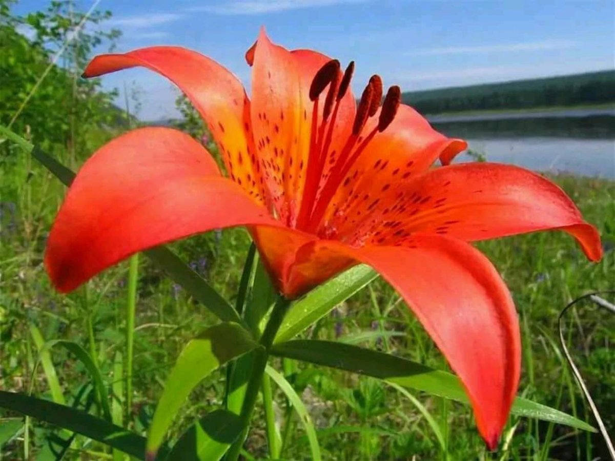 Якутская Лилия Сардаана