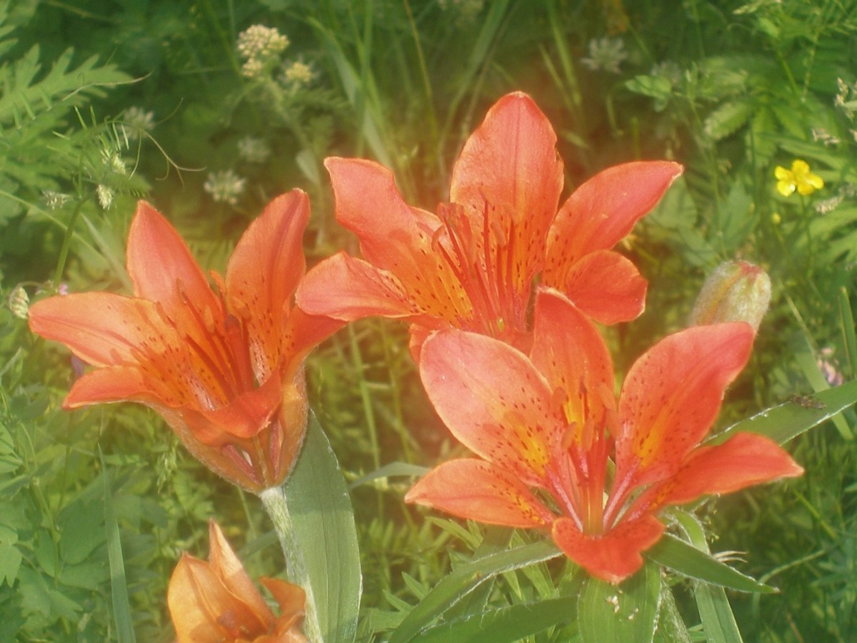 Сардана с днем рождения картинки