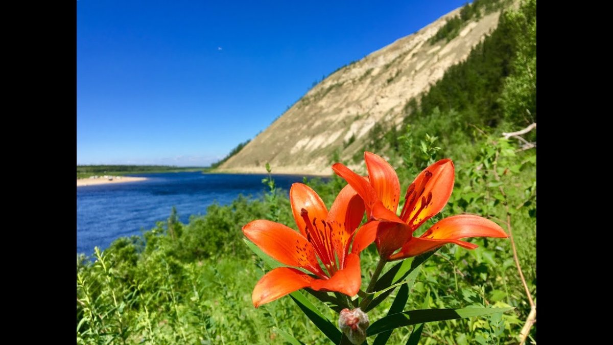 Сардаана цветок