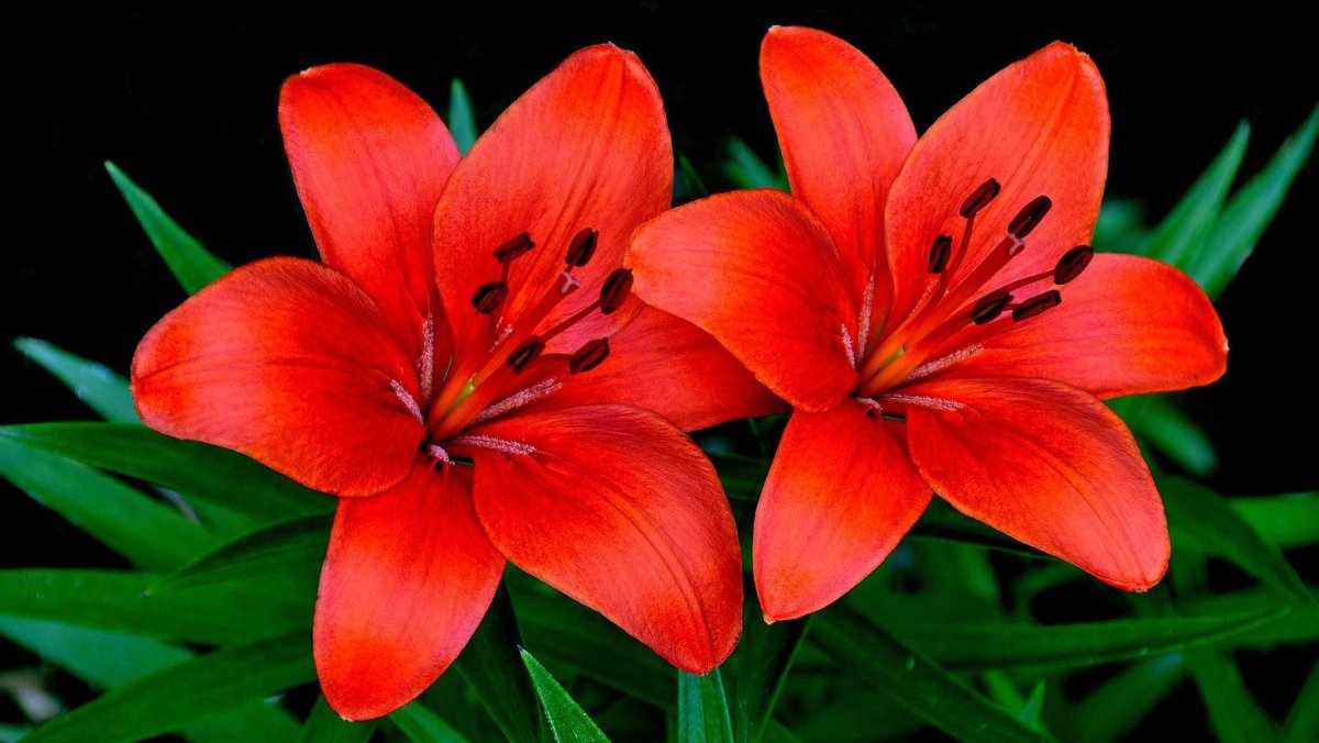 Лилия ред Флауэр