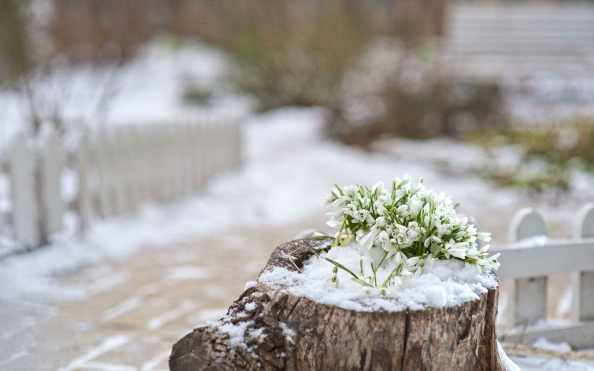 Девушка с тюльпанами зимой