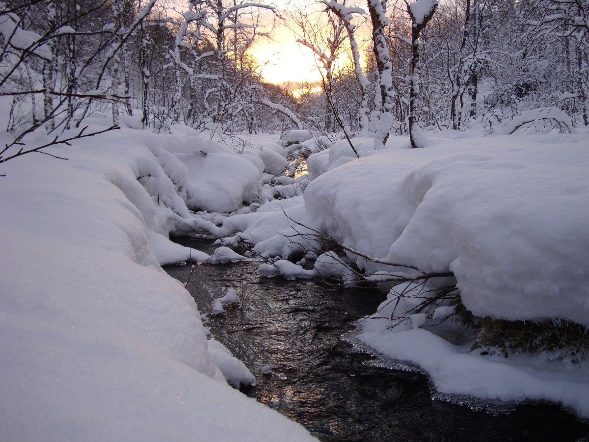 Девушка с тюльпанами зимой