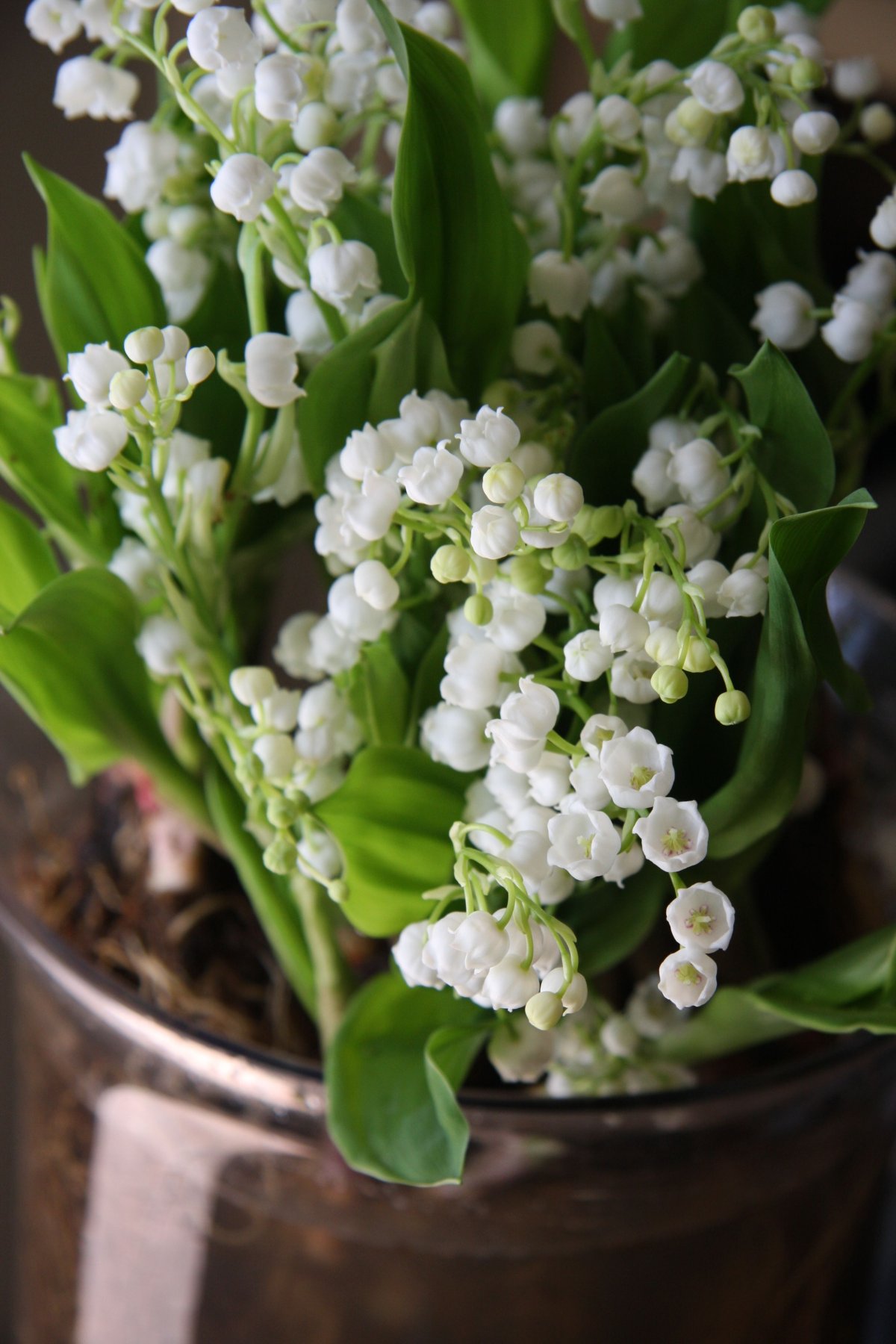 Красивые Ландыши